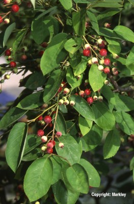 Amelanchier lamarckii